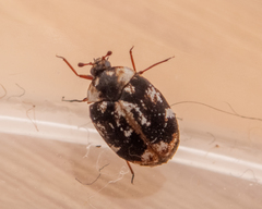 Anthrenus picturatus