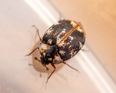Anthrenus picturatus