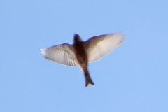 Leucosticte tephrocotis littoralis