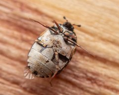 Anthrenus picturatus