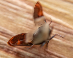 Anthrenus picturatus