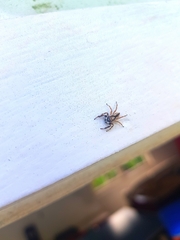 Menemerus bivittatus