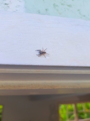 Menemerus bivittatus