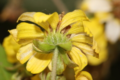 Rumfordia floribunda