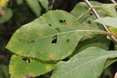 Rumfordia floribunda