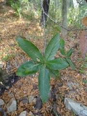 Quercus rysophylla
