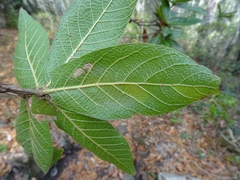 Quercus rysophylla
