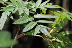 Arracacia atropurpurea