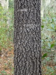 Quercus rysophylla