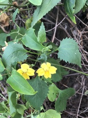 Goodenia grandiflora