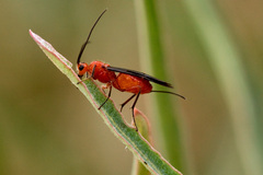 Braconinae