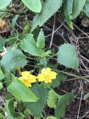 Goodenia grandiflora