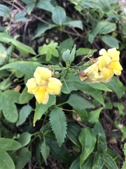 Goodenia grandiflora