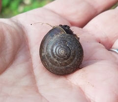 Helminthoglypta diabloensis