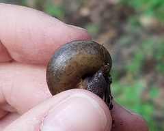 Helminthoglypta diabloensis