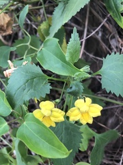 Goodenia grandiflora