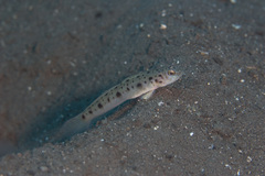 Ambanoro Prawn-Goby photo 4