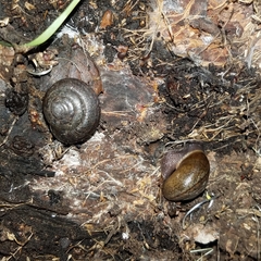 Helminthoglypta diabloensis