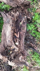 Helminthoglypta diabloensis