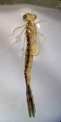 Austrolestes aridus
