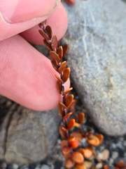 Epilobium microphyllum