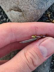 Epilobium microphyllum