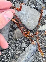 Epilobium microphyllum