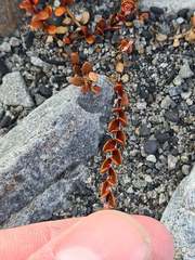 Epilobium microphyllum