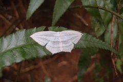 Acropteris leptaliata