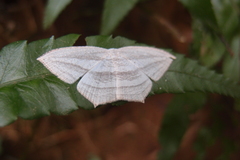 Acropteris leptaliata