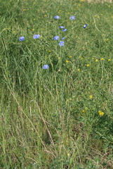 Linum baicalense
