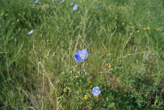 Linum baicalense