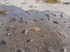 Bathygobius krefftii