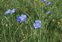 Linum baicalense