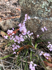 Sarcochilus ceciliae