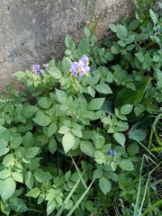 Solanum brevicaule