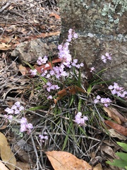 Sarcochilus ceciliae