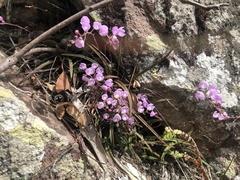 Sarcochilus ceciliae