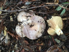 Lactarius argillaceifolius megacarpus
