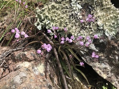 Sarcochilus ceciliae