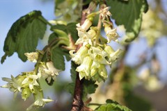 Ribes ciliatum