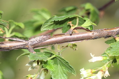 Ribes ciliatum