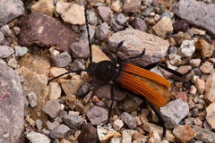 Tragidion densiventre