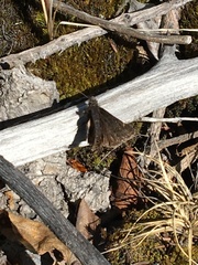 Erynnis persius borealis
