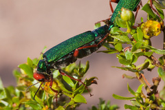 Eupompha fissiceps