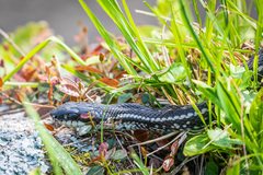 Elaphe quadrivirgata