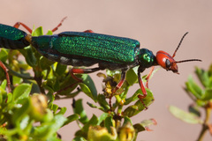 Eupompha fissiceps