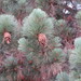 Pinus coulteri - Photo (c) Kenneth Bader, osa oikeuksista pidätetään (CC BY-NC), lähettänyt Kenneth Bader