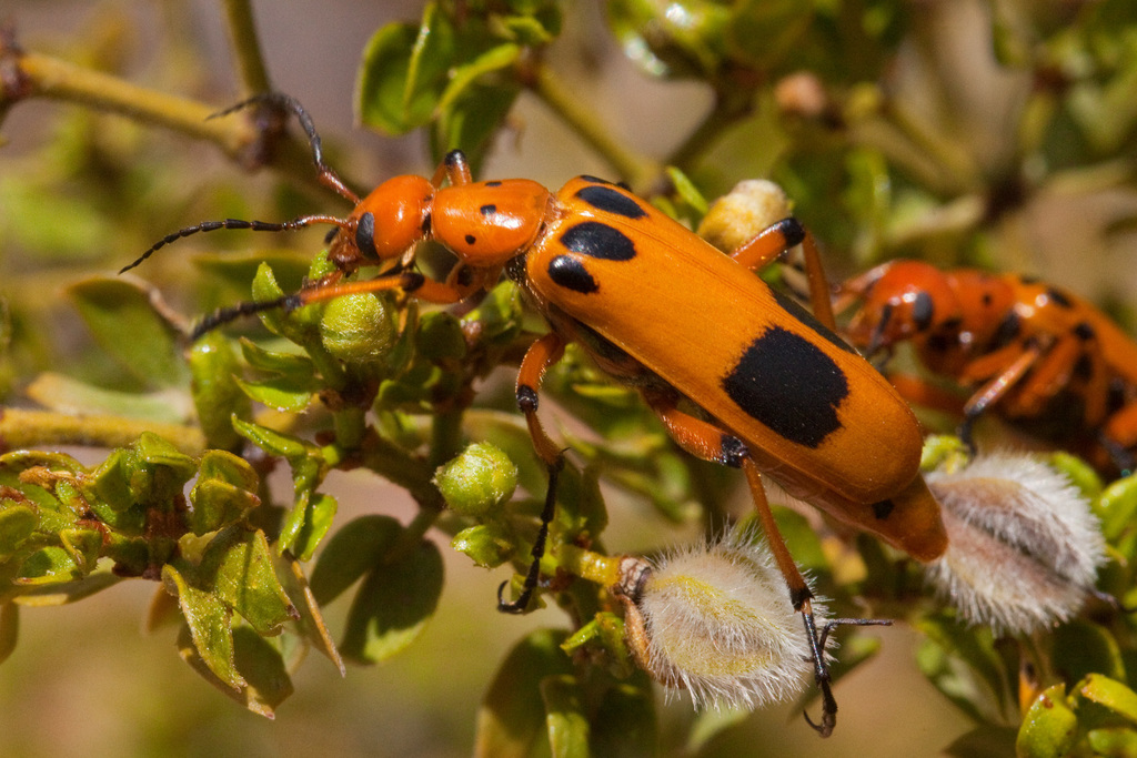 Creosote Blister Beetle