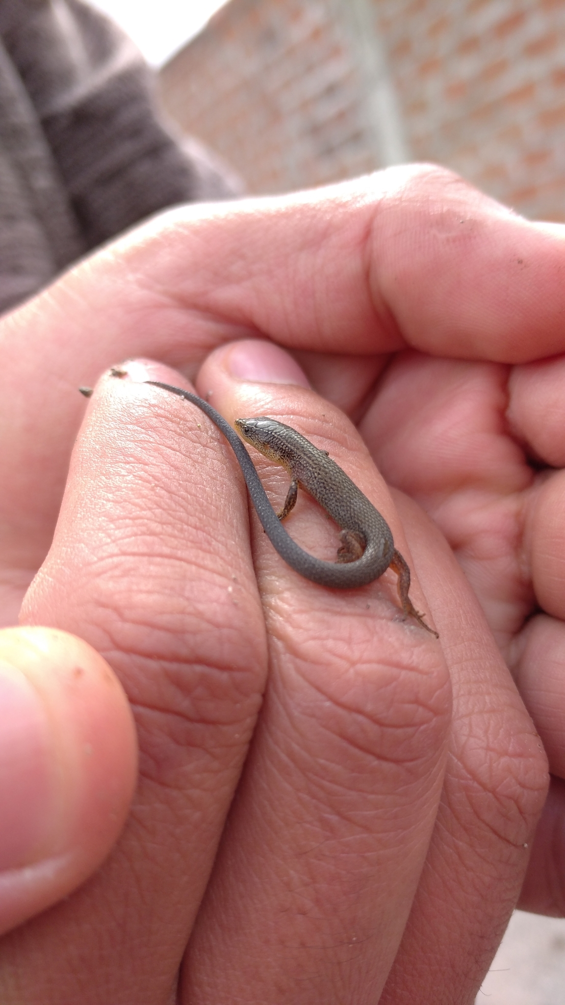Macropholidus annectens image